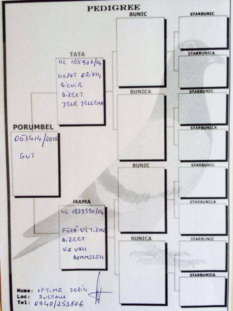 RRP-RO-15-053414-M-pedigree - Perechea nr 12