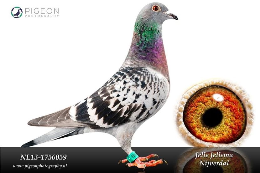 ISA FOTO JELLEMA - Perechea nr 12