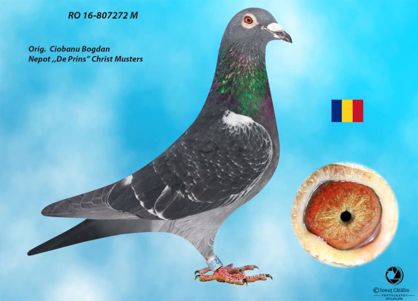 RO 16-807272 M - Perechea nr 17