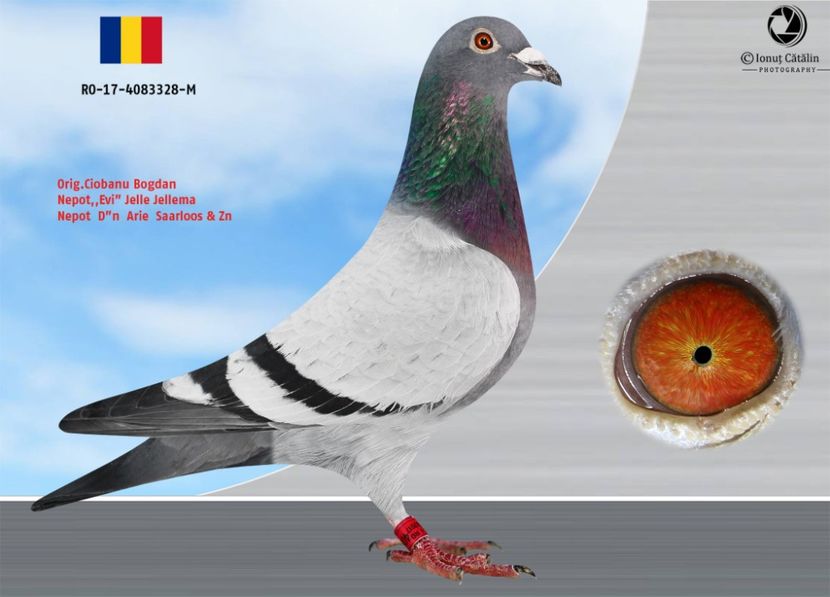 RO-17-4083328-M - Perechea nr 8