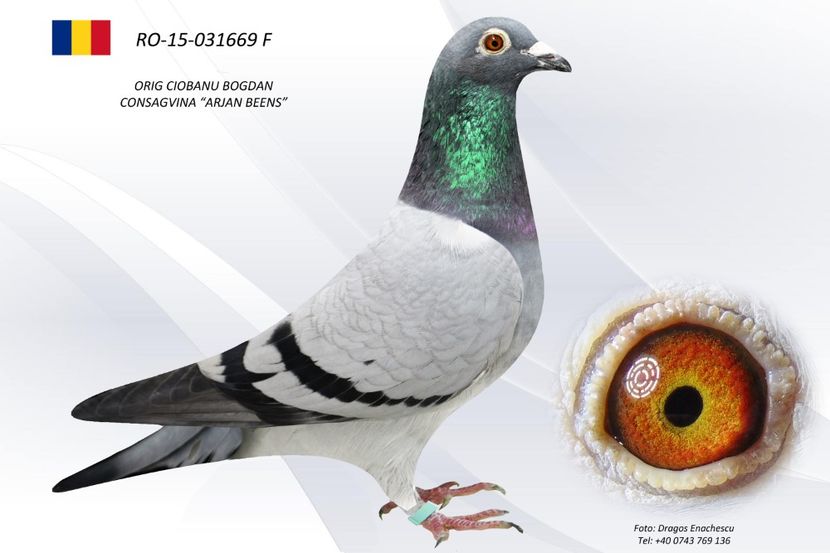 RO-15-031669 F - Perechea nr 8