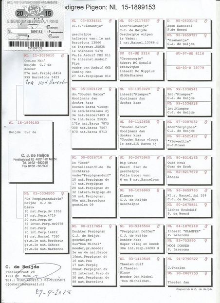 RO-17-4083313-M-pedigree mama - Perechea nr 14