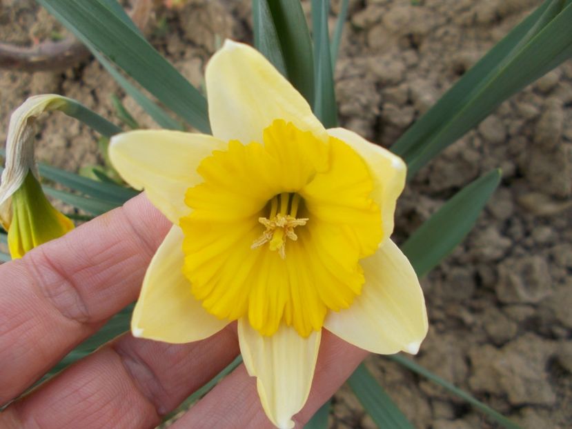  - 2019 Flori de gradina