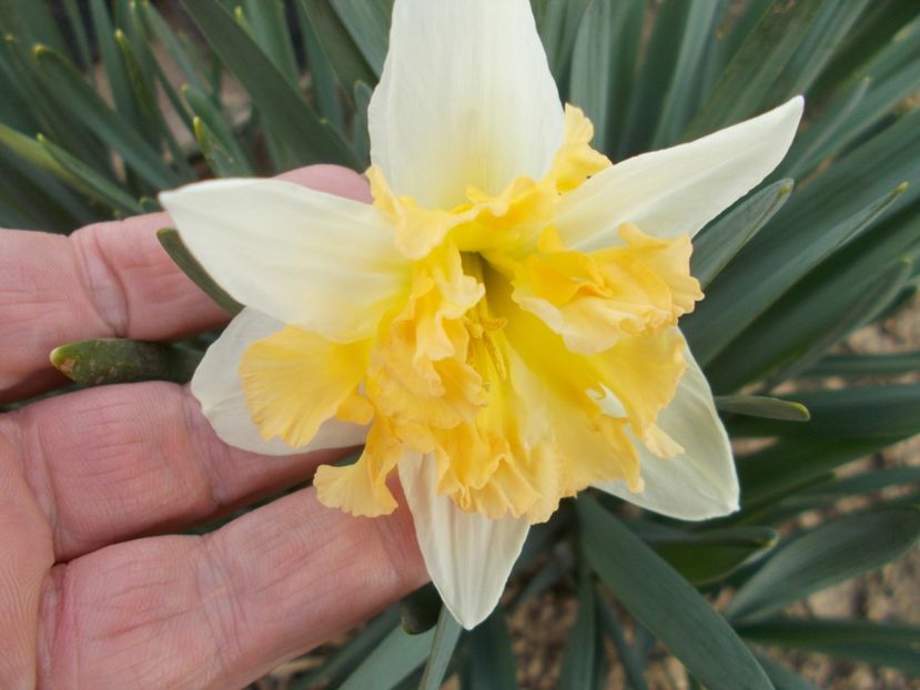  - 2019 Flori de gradina