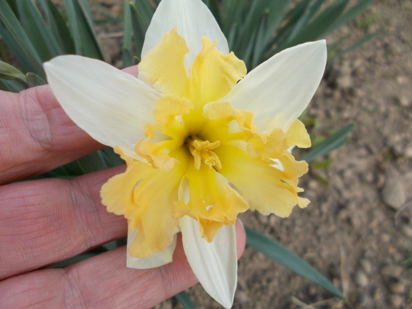  - 2019 Flori de gradina