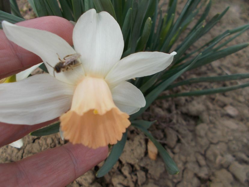  - 2019 Flori de gradina