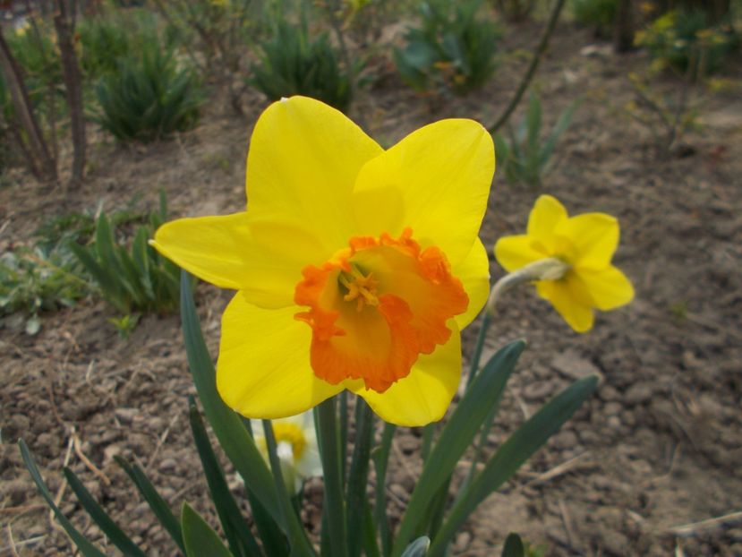  - 2019 Flori de gradina