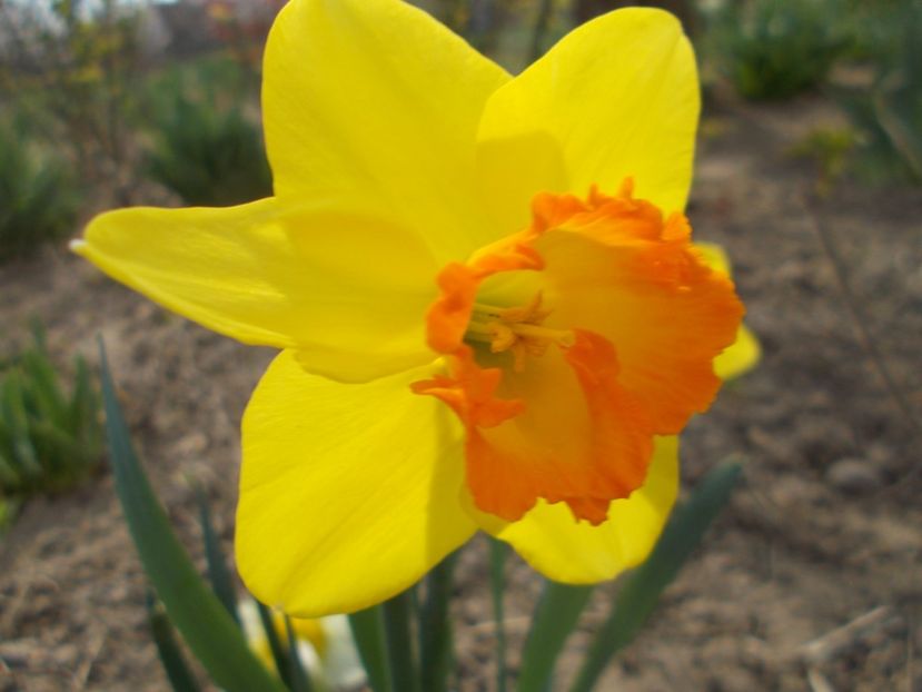  - 2019 Flori de gradina