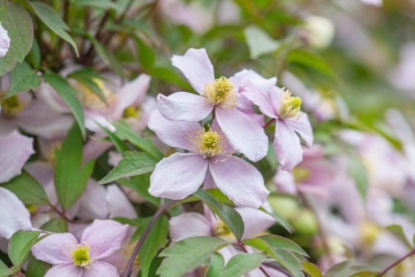 clematis montana - CLEMATITE - Inventar