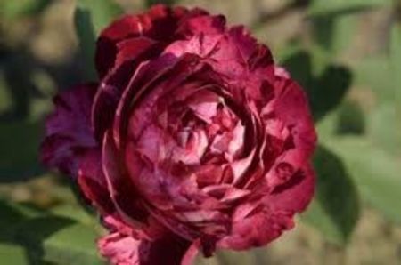 Belle de Segosa -3 - BELLE DE SEGOSA