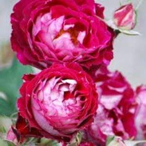 Belle de Segosa - BELLE DE SEGOSA