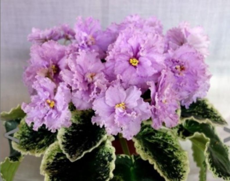 LE Purple Rain - Violete africane de colectie