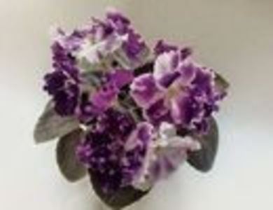 110188066_SVXPXFS3 - Ae Avantiura