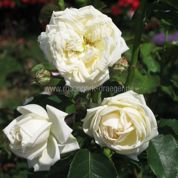 6_manuel_canovas_ - MANUEL CANOVAS