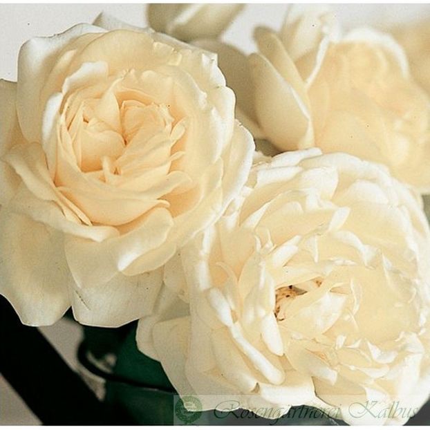 manuel-canovas - MANUEL CANOVAS