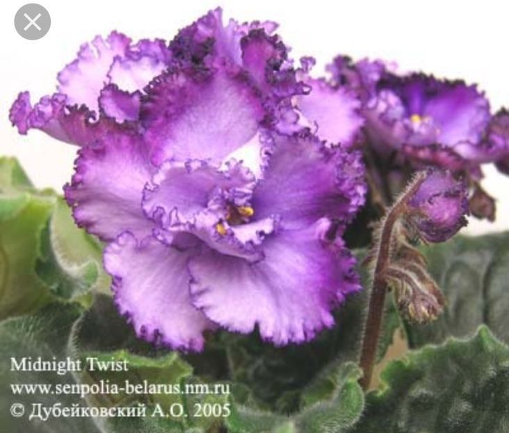 Midnight Twist - Violete africane de colectie