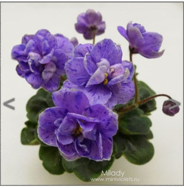 Milady - Violete africane de colectie