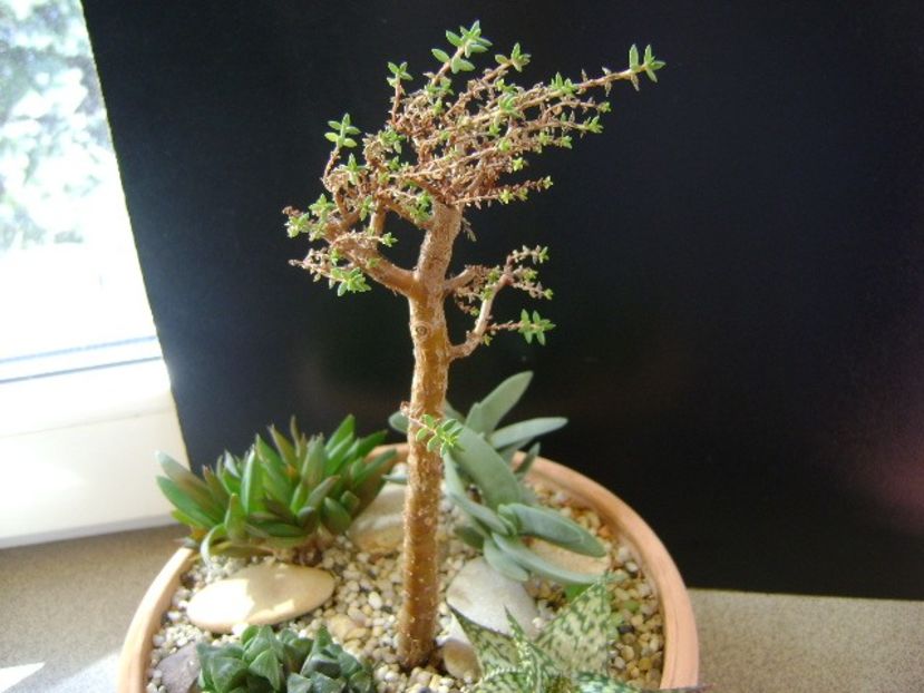 Crassula sarcocaulis - Suculente 2019