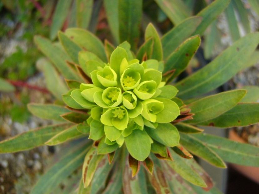 Euphorbia amygdaloides - Primavara 2019