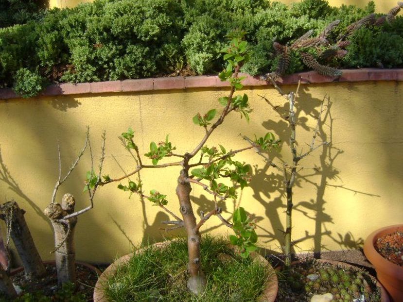 Mar decorativ - Bonsai si prebonsai 2018-2020