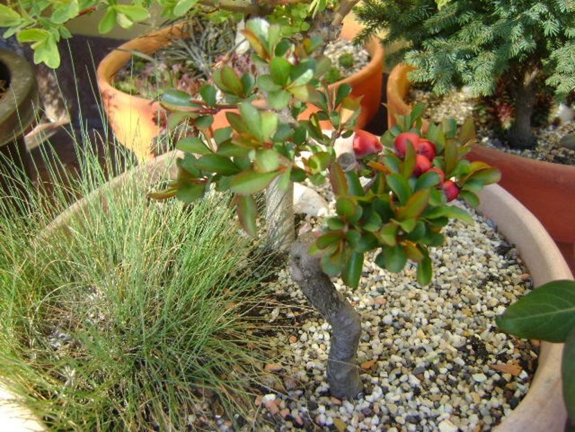 Gutui japonez - Bonsai si prebonsai 2018-2020