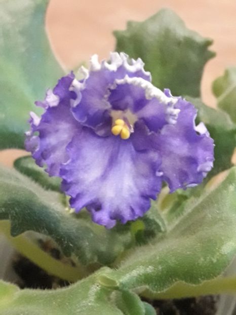  - Optimara Ever Precios