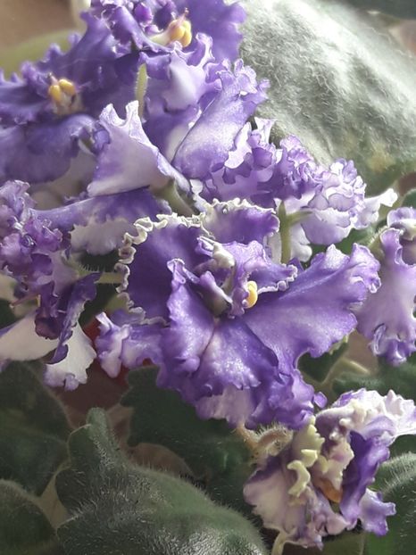  - Optimara Ever Precios