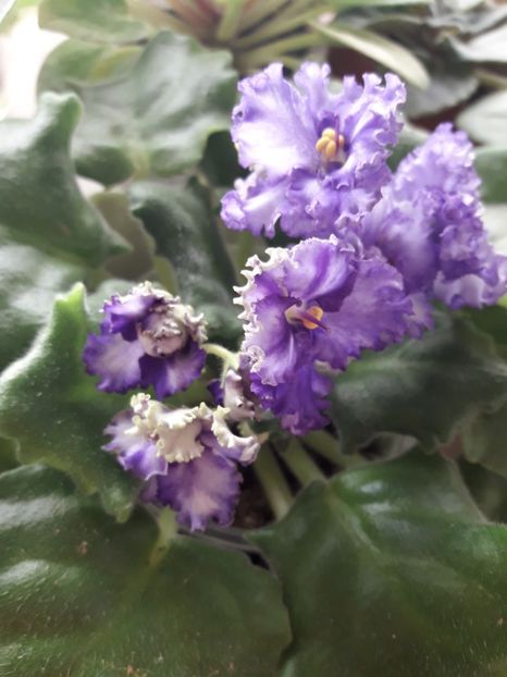  - Optimara Ever Precios