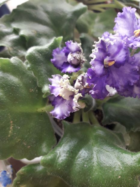  - Optimara Ever Precios