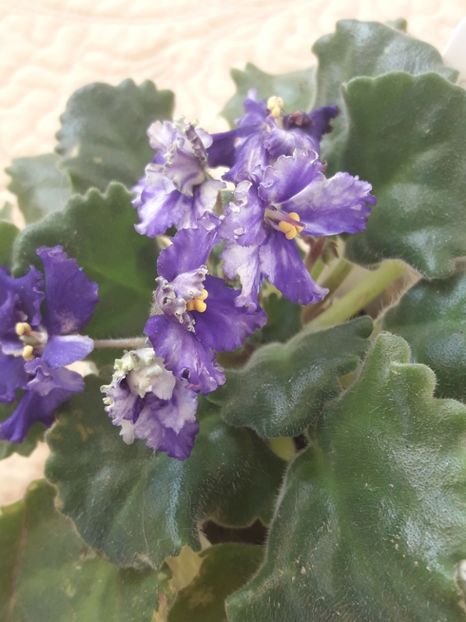  - Optimara Ever Precios