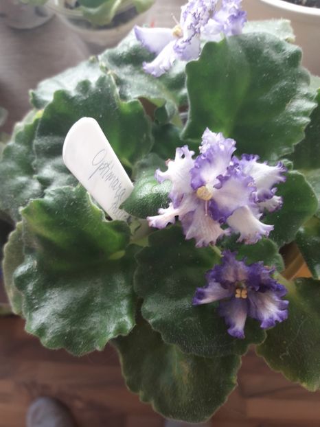  - Optimara Ever Precios