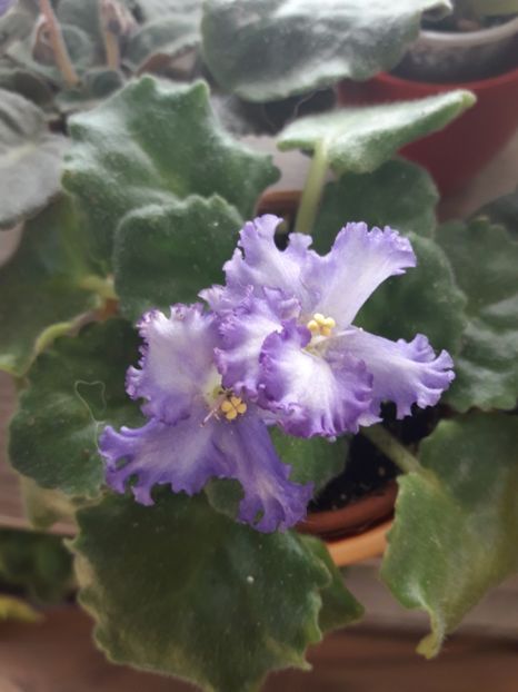  - Optimara Ever Precios