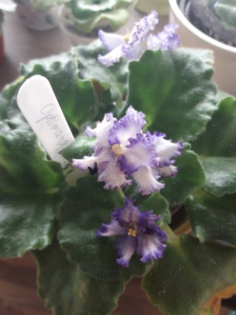  - Optimara Ever Precios