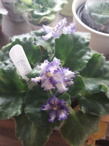  - Optimara Ever Precios