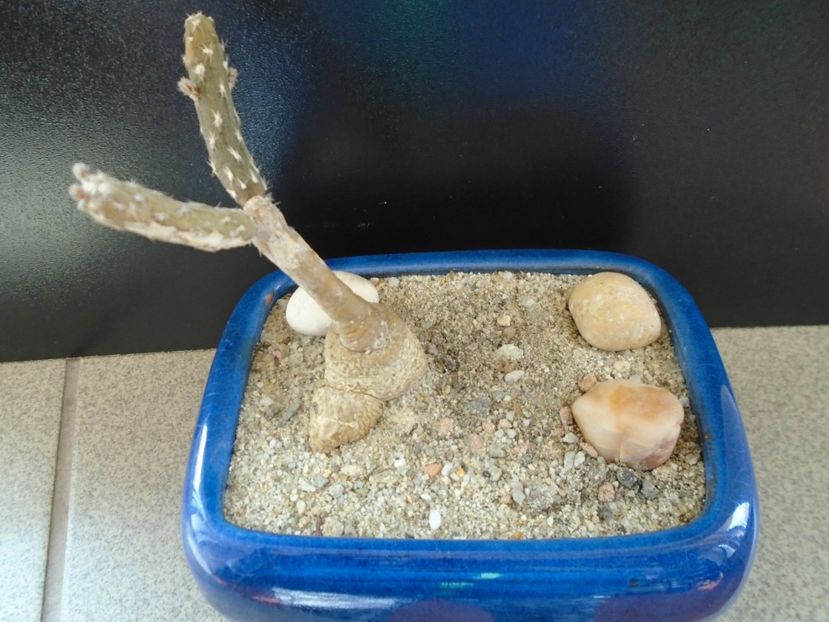 Pterocactus tuberosus - Cactusi 2018 final de an