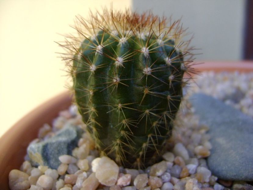 Uebelmannia pectinifera v. pseudopectinifera, HU 290 - Cactusi 2018 final de an