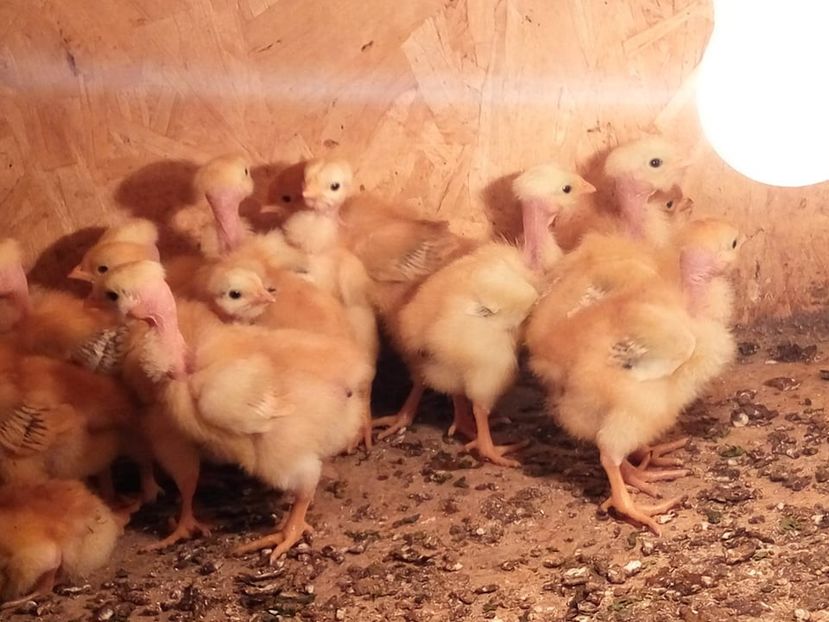  - 02 pui KABIR git gola 2019