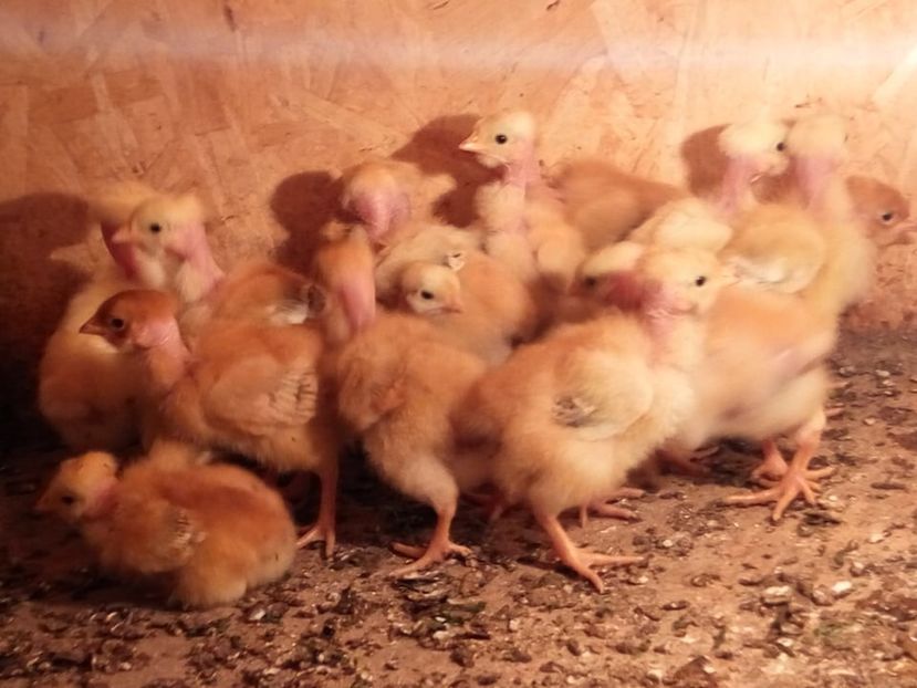  - 02 pui KABIR git gola 2019