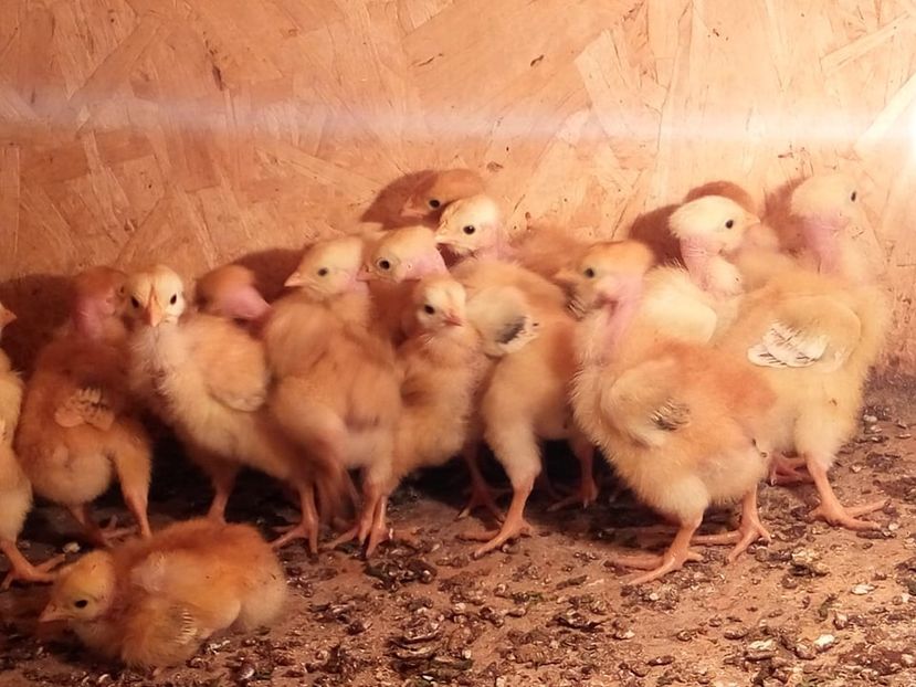  - 02 pui KABIR git gola 2019