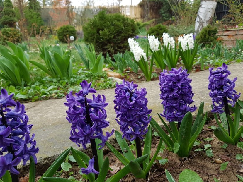 Marie - 2020 Zambile