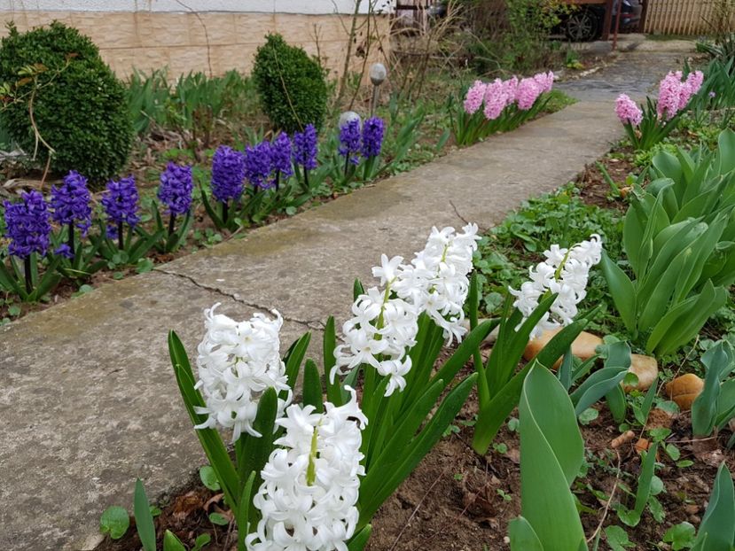 Aiolles - 2020 Zambile