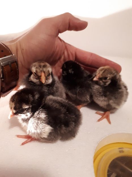  - Wyandotte argintiu