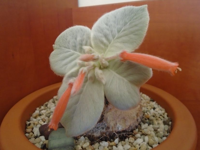 Sinningia leucotricha - Caudiciforme si bulbi 2019