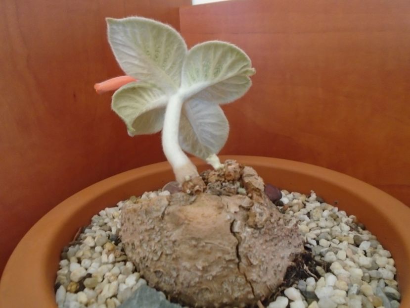 Sinningia leucotricha - Caudiciforme si bulbi 2019