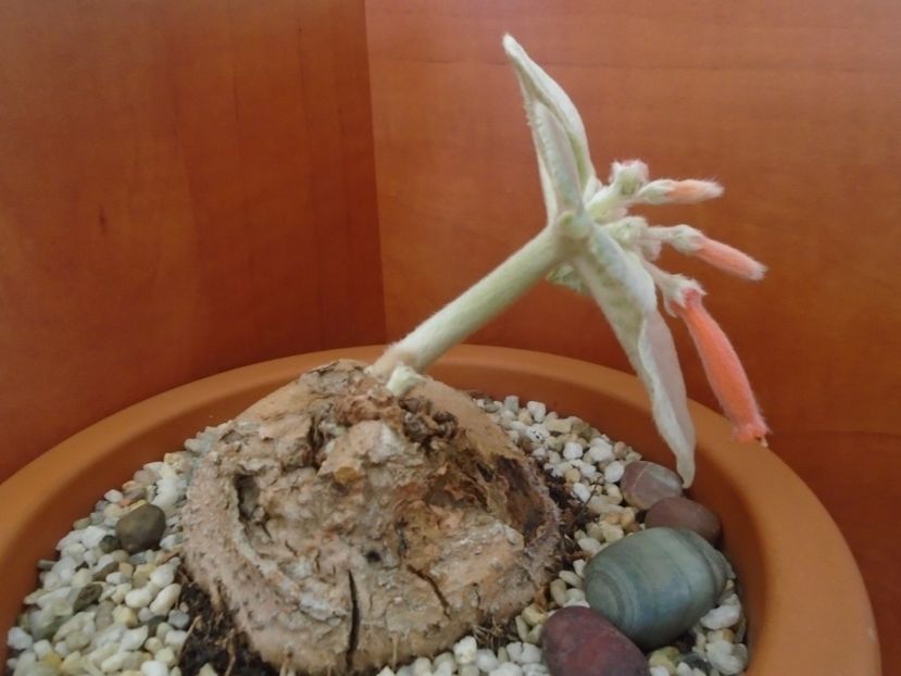 Sinningia leucotricha - Caudiciforme si bulbi 2019