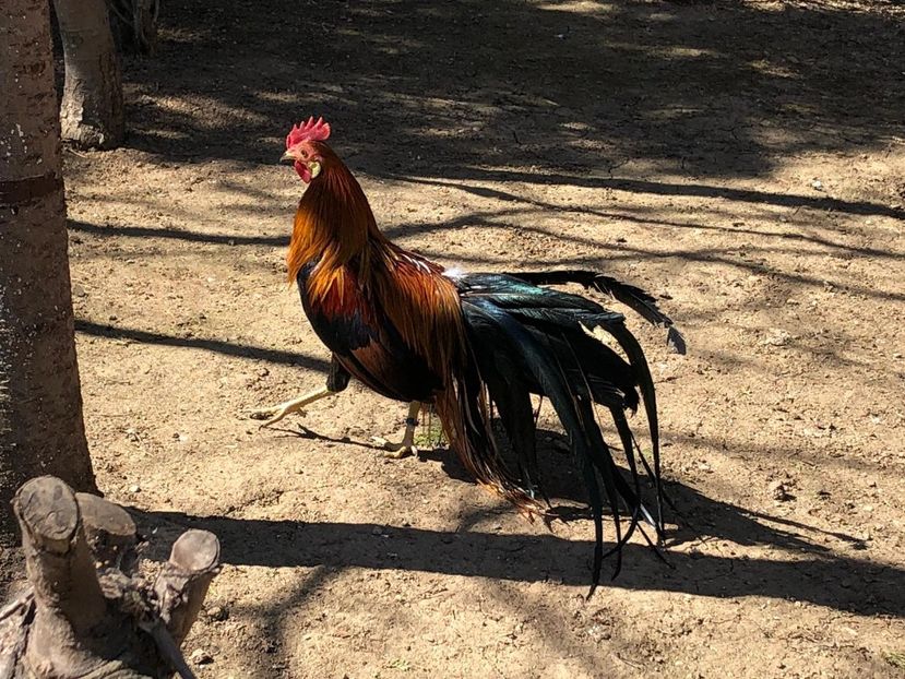  - Phoenix pitic matca 2019