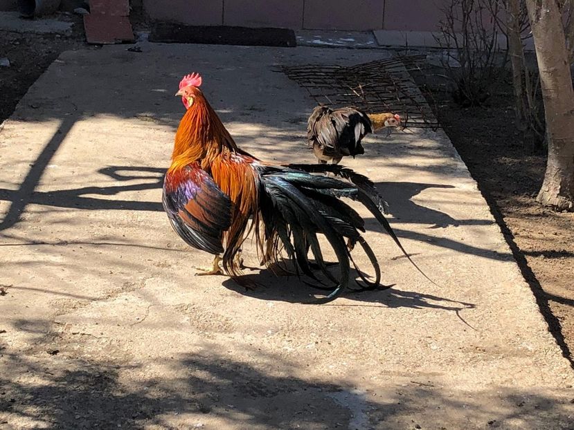  - Phoenix pitic matca 2019