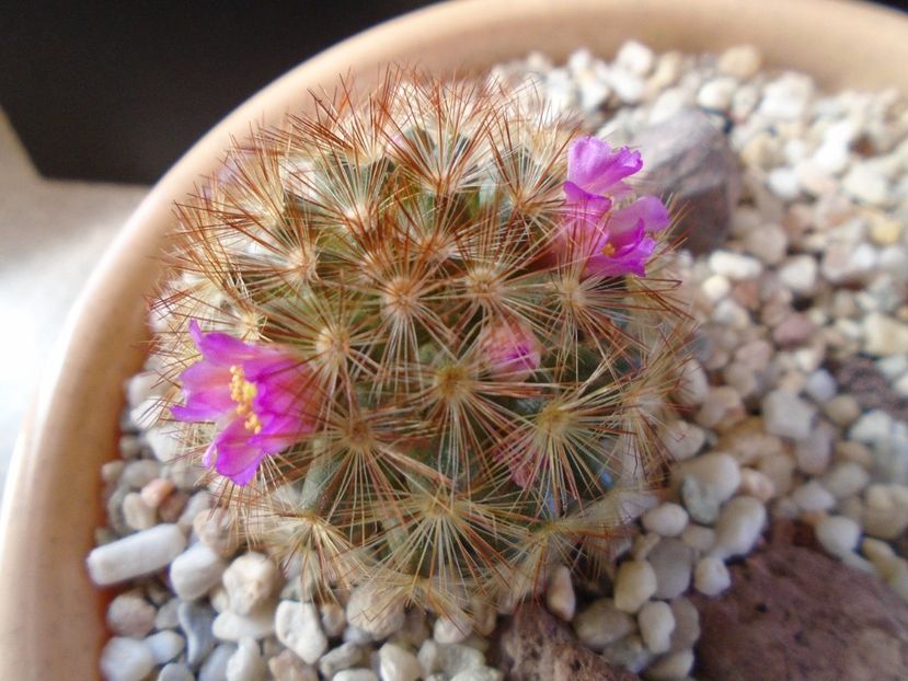 Mammillaria carmenae f. rubrispina - Cactusi 2019