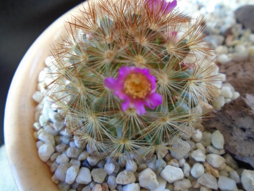 Mammillaria carmenae f. rubrispina - Cactusi 2019