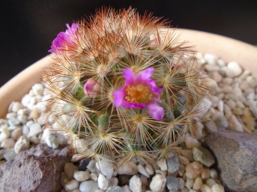 Mammillaria carmenae f. rubrispina - Cactusi 2019